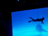 fliegender Taucher, flying diver show